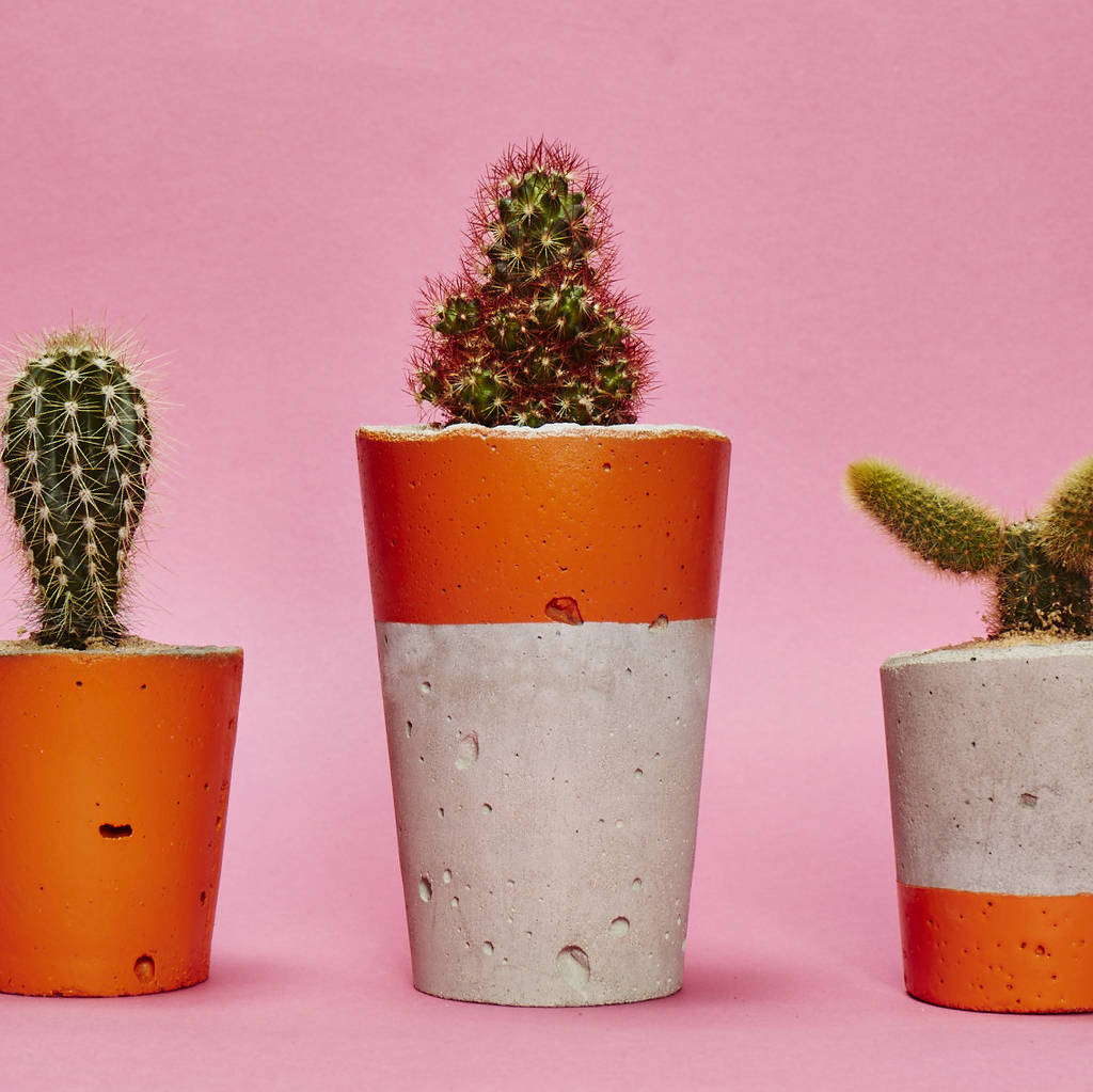 Set Of Three Orange Concrete Pots W/Cacti/ Succulents