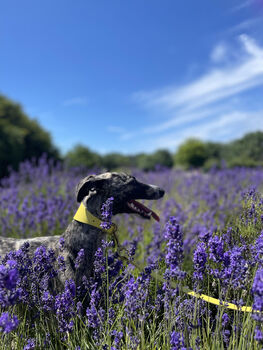 Yellow Leather Whippet Collar Can Be Personalised, 8 of 12