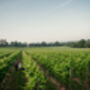 Tour, Tasting And Lunch Experience At A Kent Vineyard For Two, thumbnail 11 of 12