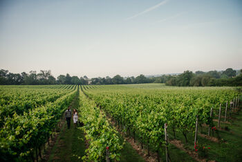 Tour, Tasting And Lunch Experience At A Kent Vineyard For Two, 11 of 12