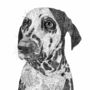 Dalmatian Dog Portrait Print, thumbnail 3 of 3