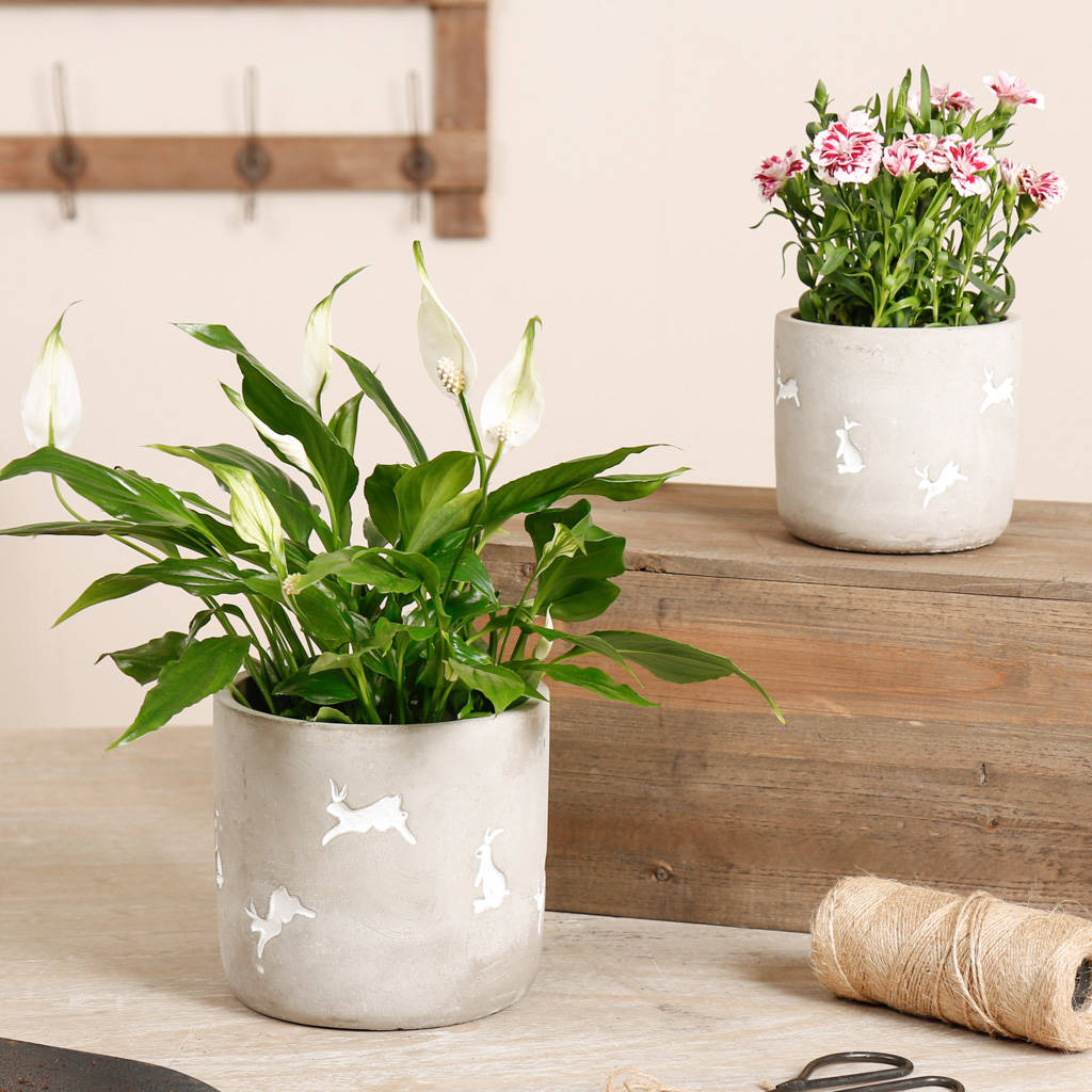 Set Of Two White Rabbit Concrete Flower Pots  By Dibor 