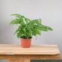 Monstera Monkey Mask Swiss Cheese Houseplant, thumbnail 3 of 5