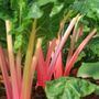 Vegetable Plants Chard 'Rainbow' 12 X Plant Pack, thumbnail 4 of 5