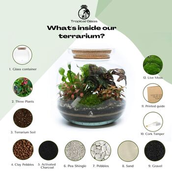 Tropical Terrarium Kit Diy | 'Leeds', 8 of 12