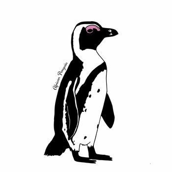 African Penguin Print, 5 of 5