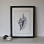 Limited Edition Conch Shell Giclee Print, thumbnail 4 of 5