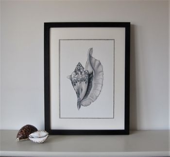 Limited Edition Conch Shell Giclee Print, 4 of 5