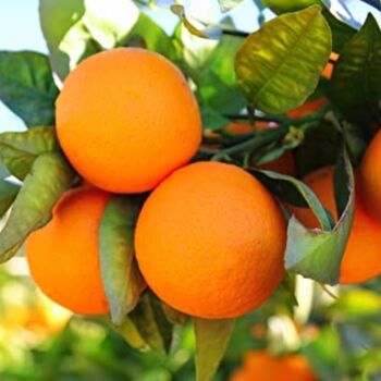 Large Citrus Tree Clementine One X Plant In 5 L Pot, 3 of 7