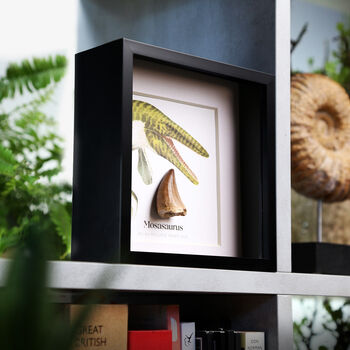 Mosasaurus Tooth And Watercolour Illustration Box Frame Real Authentic Dinosaur Fossil Museum Quality Interior Design Home Decor Gift Ornament, 2 of 6