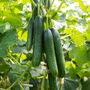 Vegetable Plants Cucumber 'Femspot' 5x Plants 9cm Pots, thumbnail 2 of 11