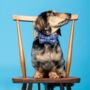 Sabini Purple Harris Tweed Dog Bow Tie, thumbnail 3 of 7