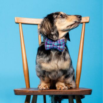 Sabini Purple Harris Tweed Dog Bow Tie, 3 of 7