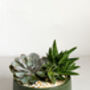 Handmade Diy Succulent Bowl, thumbnail 1 of 7