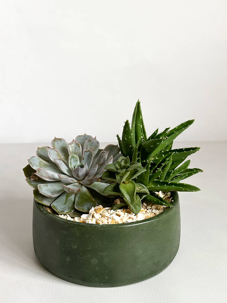 Handmade Diy Succulent Bowl, 1 of 7