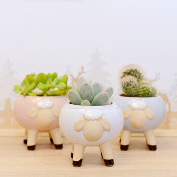 Glazed Sheep Planter With Choice Of Plant, 2 of 6