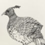 H Is For Himalayan Monal Illustration Print, thumbnail 4 of 5