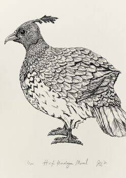 H Is For Himalayan Monal Illustration Print, 4 of 5