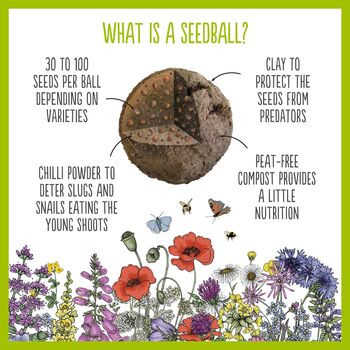 Hedgehog Seedball Wildflower Seed Ball Mix Tin, 6 of 10