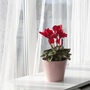 Cyclamen 'Rouge Vif' Three X Full Plant Pack, thumbnail 3 of 6