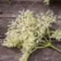 Fruit Plants Elderflower, thumbnail 8 of 12