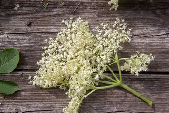 Fruit Plants Elderflower, 8 of 12
