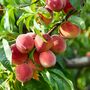Peach Trees 'Rochester', 10 Litre Pots, thumbnail 2 of 2