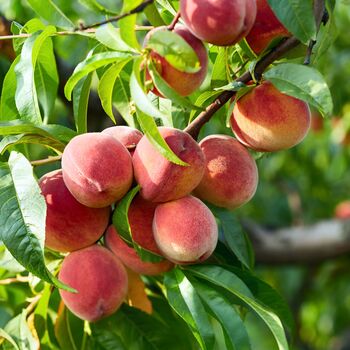 Peach Trees 'Rochester', 10 Litre Pots, 2 of 2