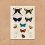 Vintage Butterfly Illustration Wall Art Print, thumbnail 7 of 7