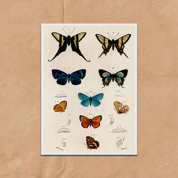 Vintage Butterfly Illustration Wall Art Print, 7 of 7