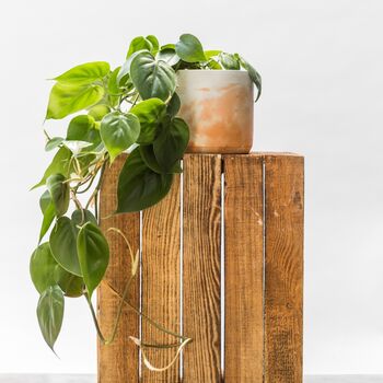 Philodendron Scandens Hanging Plant With Handmade Pot, 2 of 5