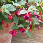 Perennial Fuchsia 'Dollar Princess' Five 9cm Pots, thumbnail 3 of 5