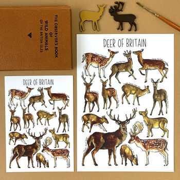 Deer Of Britain Watercolour Postcard, 2 of 10
