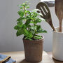 Faux Potted Mint Herb Plant, thumbnail 1 of 3