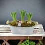 Fragrant Potted Hyacinth Trough – 3 Set, thumbnail 4 of 7