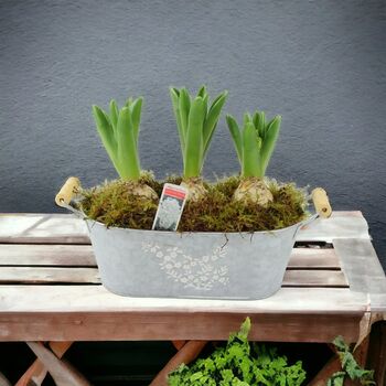 Fragrant Potted Hyacinth Trough – 3 Set, 4 of 7