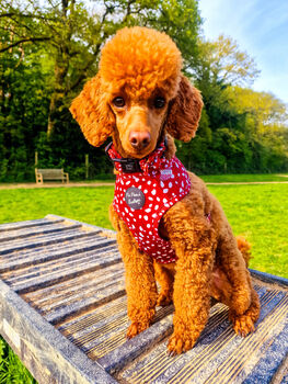 Poppy Toadstool Polkas Dog Harness, 5 of 8