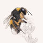 Bumblebee Giclée Art Print, thumbnail 2 of 3