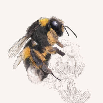 Bumblebee Giclée Art Print, 2 of 3