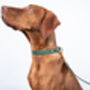 Personalised Luxury Leather Dog Collar, thumbnail 4 of 12