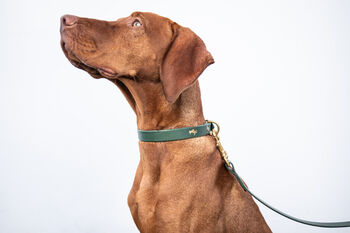 Personalised Luxury Leather Dog Collar, 4 of 12