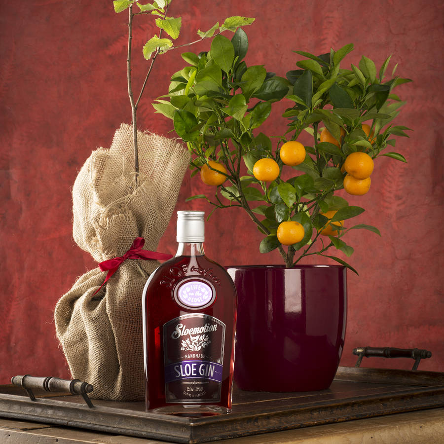 Sloe Gin Gift Set By Plants4 Presents | notonthehighstreet.com