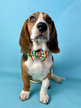 Multi Colour Stripe Dog Bow Tie, 3 of 3