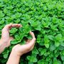 Herb Plants Garden Mint Plant In A 9cm Pot, thumbnail 2 of 10