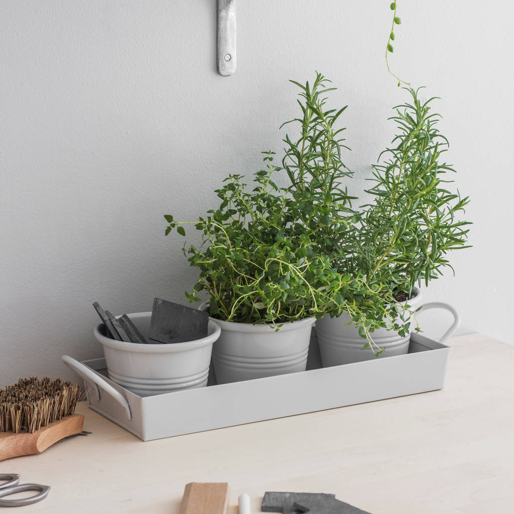 Set Of Three Pots On A Tray By Garden Trading