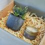 Soy Candle And Real Potted Plant Succulent Gift, thumbnail 4 of 7