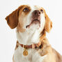 Luxury Leather Dog Collar, thumbnail 4 of 12