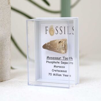 Mosasaur Tooth Fossil, 7 of 10