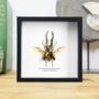 Indonesian Stag Beetle Insect Bug Entomology Taxidermy Box Frame, thumbnail 1 of 3