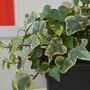 Houseplant Variegated English Ivy One Plant One L Pot, thumbnail 2 of 6